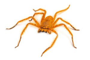 Heteropoda davidbowie